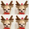 Dog Winter Warm Clothing Cute Plush Coat Hoodies Pet Costume Small Dog Clothing