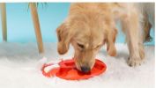 Pet Puzzle Treat Toy Interactive Food Dispenser Toy Slow Feeder Training Toy