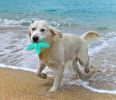 Dog Chew Toys, Natural Rubber Starfish-Shaped Toothbrush Cleaner Teething Puzzle